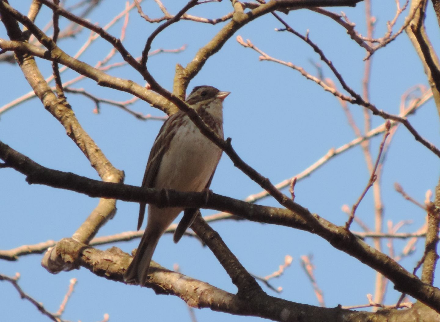 Un raro migratore: Zigolo boschereccio (Emberiza rustica)